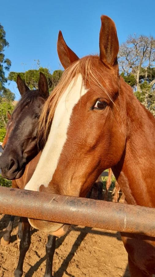 הוילה סנטו אנטוניו דו פינהאל Refugio Horse מראה חיצוני תמונה