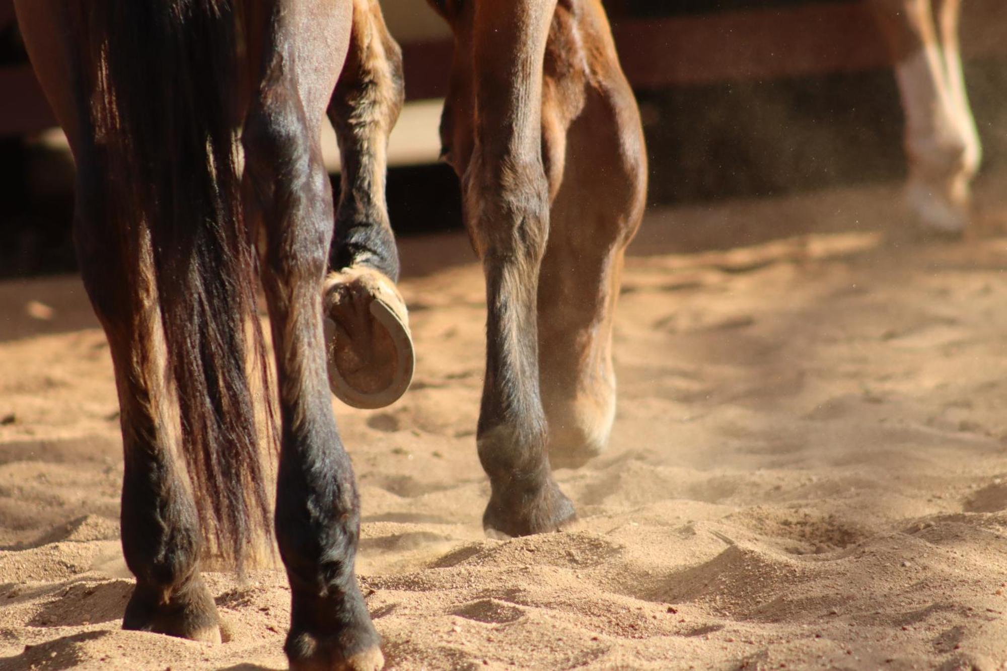 הוילה סנטו אנטוניו דו פינהאל Refugio Horse חדר תמונה