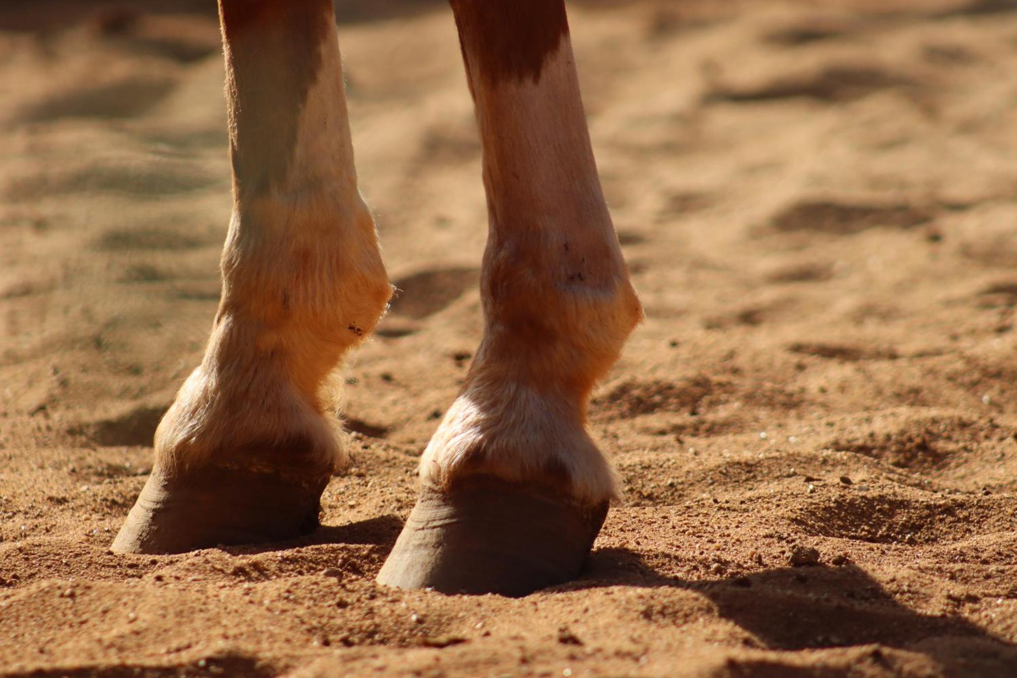 הוילה סנטו אנטוניו דו פינהאל Refugio Horse חדר תמונה